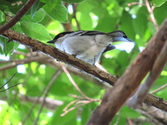 Dryoscopus cubla cubla