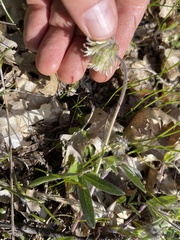 Trifolium eriocephalum