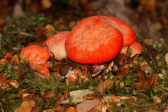 Aurantiporus pulcherrimus