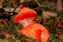 Aurantiporus pulcherrimus