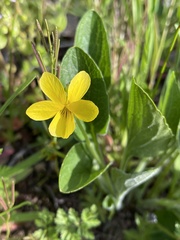 Viola praemorsa