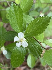 Crataegus uniflora