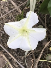 Ipomoea alba