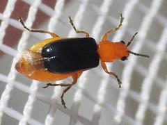 Phyllobrotica