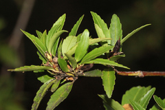 Anopterus glandulosus