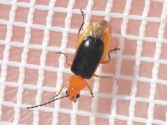 Phyllobrotica
