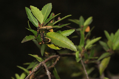 Anopterus glandulosus