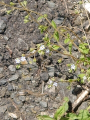 Trigonotis peduncularis