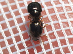 Spintherophyta globosa