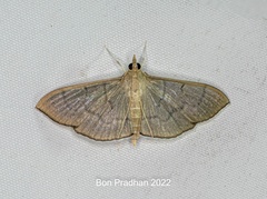 Poliobotys ablactalis