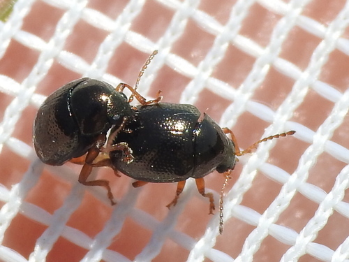 Brassy Ball Leaf Beetle photo 5
