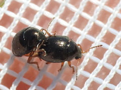 Spintherophyta globosa