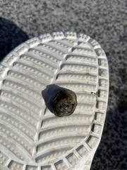 Sypharochiton pelliserpentis