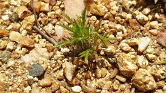 Navarretia tagetina