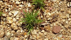 Navarretia tagetina