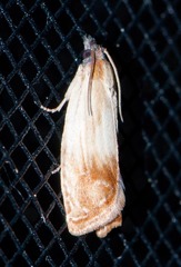 Eucosma umbrastriana