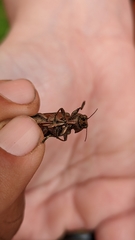 Texania campestris