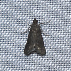 Cacotherapia unipuncta