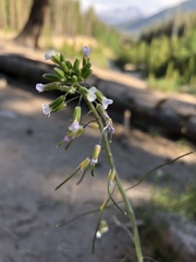 Arabis hirsuta