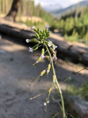 Arabis hirsuta