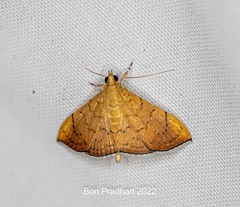 Hyalobathra illectalis