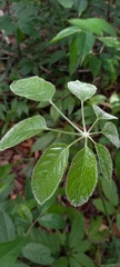 Didymopanax