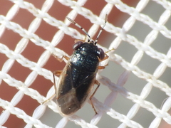 Geocoris uliginosus