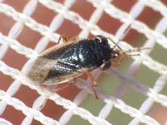 Geocoris uliginosus