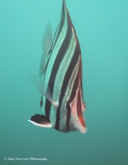 Chelmonops truncatus