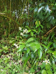 Trachelospermum asiaticum