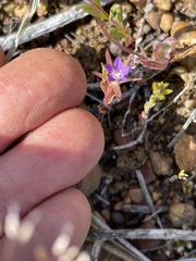 Githopsis specularioides
