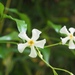 Trachelospermum asiaticum - Photo (c) Keita Watanabe, algunos derechos reservados (CC BY-NC), uploaded by Keita Watanabe