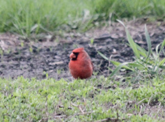 Cardinalis cardinalis
