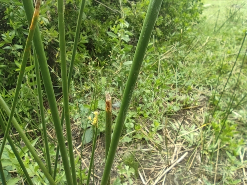 Cyperus articulatus image