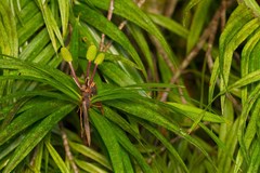 Freycinetia graminifolia