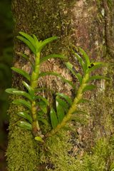 Dendrobium austrocaledonicum