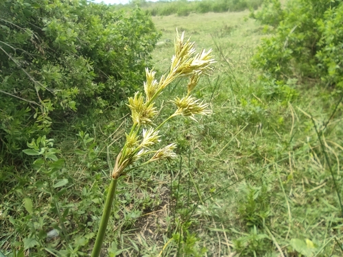 Image of Cyperus articulatus by (c) Augustin Soulard, some rights reserved (CC BY)