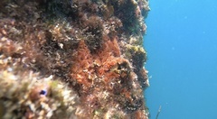 Corynactis australis