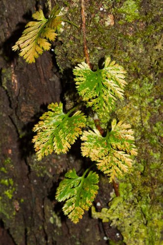 Davallia pusilla observed 2012-11-19
