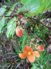 Begonia sutherlandii