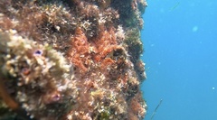 Corynactis australis