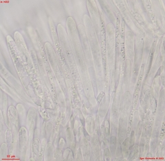 Lachnum brevipilosum