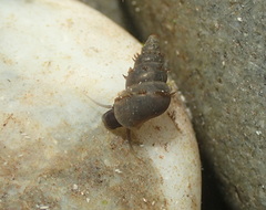 Potamopyrgus estuarinus