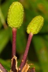 Freycinetia graminifolia
