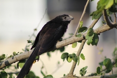 Crotophaga sulcirostris