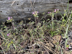Collomia heterophylla