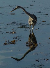 Ardea herodias fannini