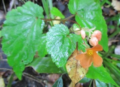 Begonia sutherlandii