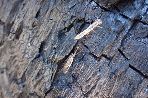 iNaturalist observation photo of American Square-headed Snakeflies