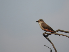 Pyrocephalus rubinus